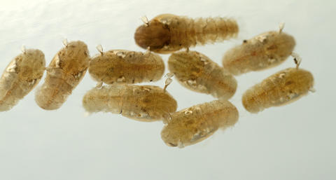 Anopheles gambiae Giles, 1902